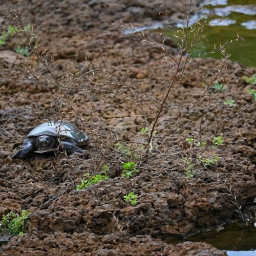 Photo Monsoon Season Kerala
