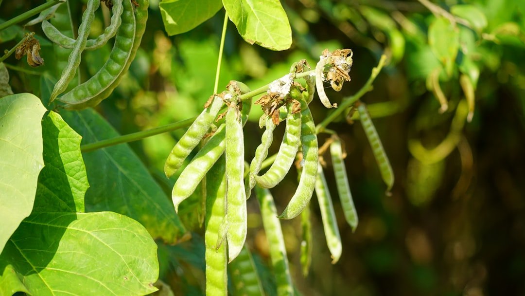 Transitioning to Plant-Based Eating: Stress-Free Tips